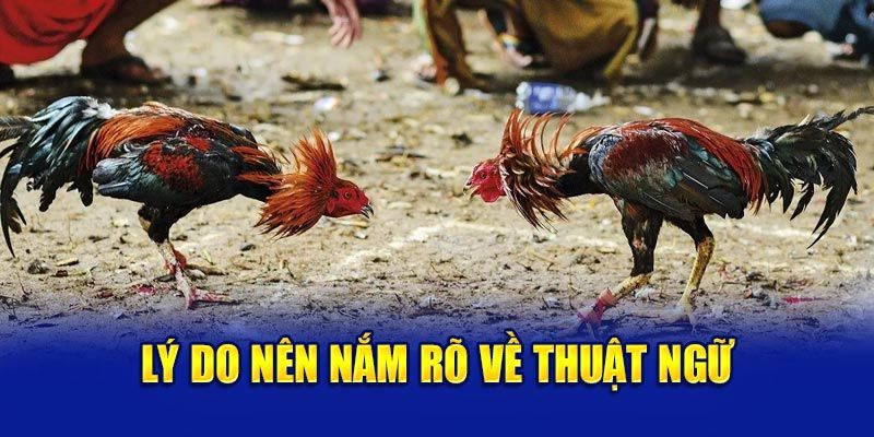 Các thuật ngữ trong đá gà nâng cao giúp tăng cơ hội thắng cược
