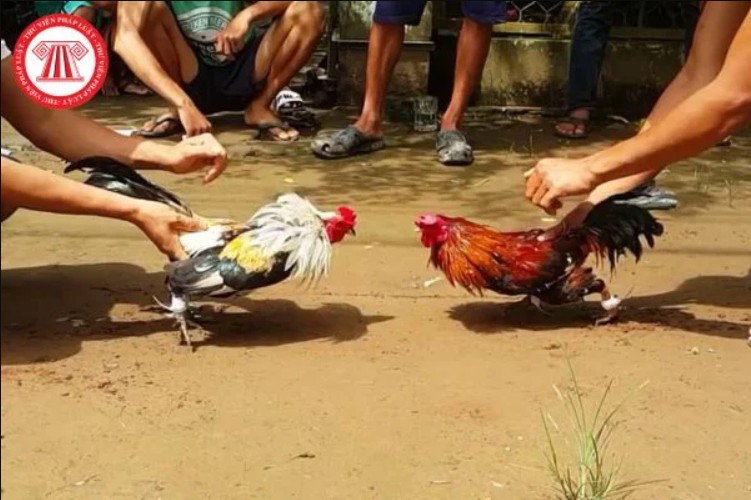 Mức chấp tiền sẽ được xác định dựa trên sự chênh lệch này