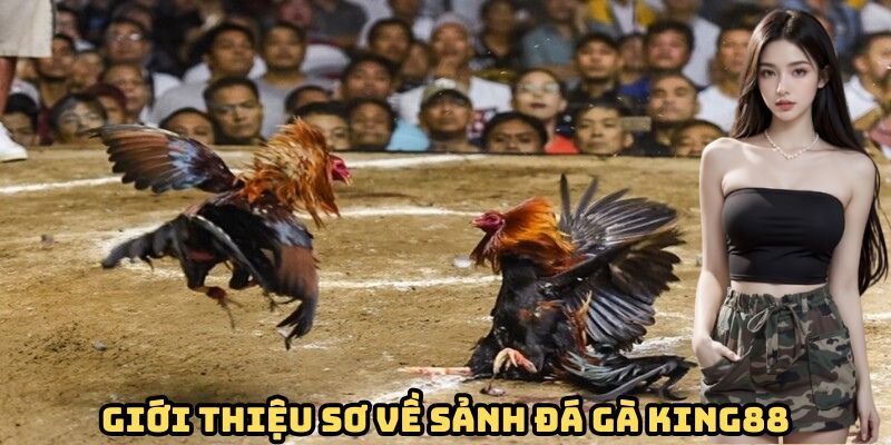 Đá gà Tìm hiểu sức hút của đá gà trực tuyến tại King88