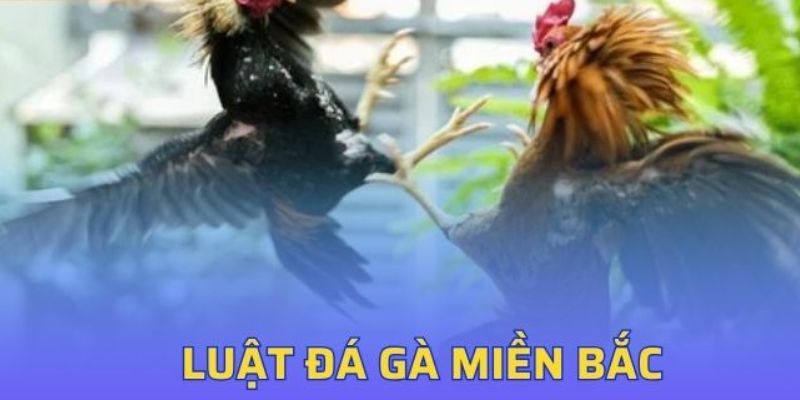 Vai trò của Luật đá gà miền Bắc